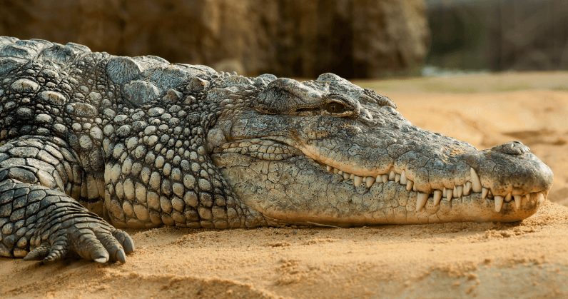 crocodile-796x419