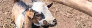 qurbani
