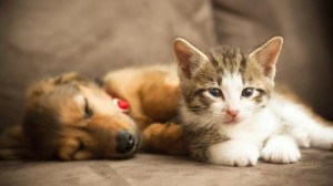 similarities-between-cats-dogs_f6f3c09ab94b83ea