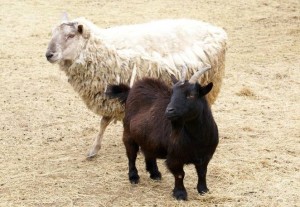 goat sheep