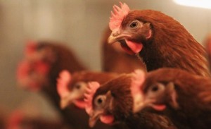chicken