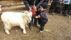 china-qurbani