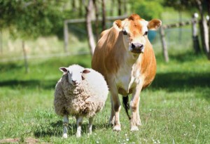 qurbani