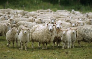 qurbani