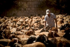 qurbanii