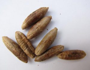 Date-Seed-4