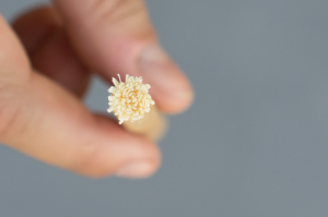 miswak