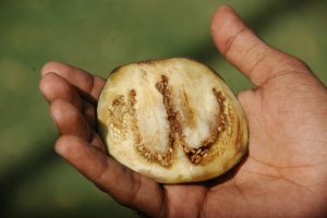 fruit
