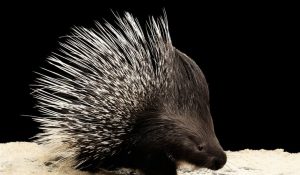 porcupine