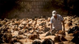 Qurbani-web
