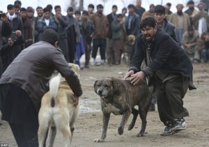 dog fighting