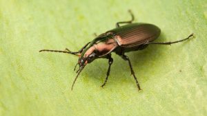 insect