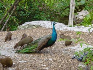 peacock rabbit