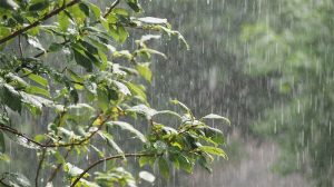 rain