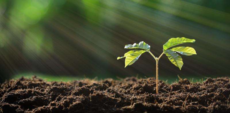 soil