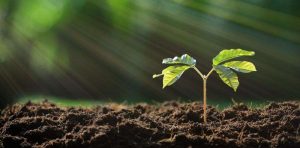 soil